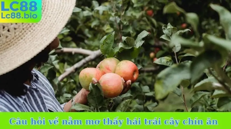 Câu hỏi về nằm mơ thấy hái trái cây chín ăn