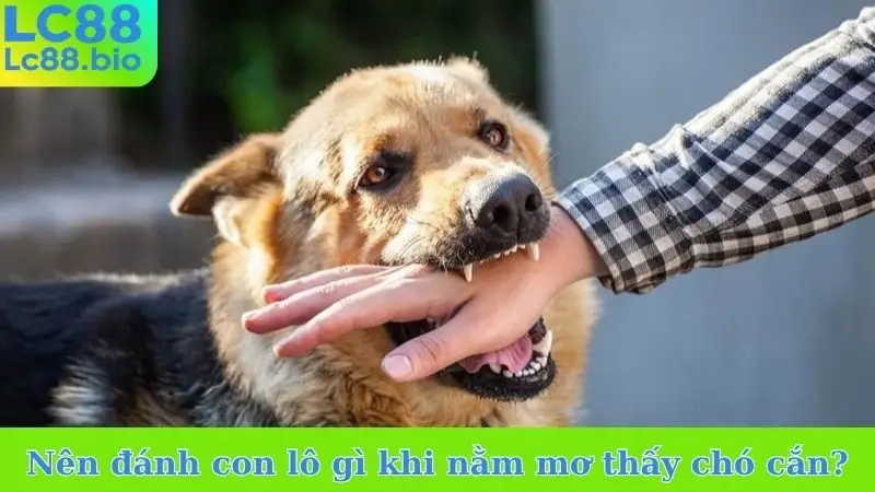 Nên đánh con lô gì khi nằm mơ thấy chó cắn?